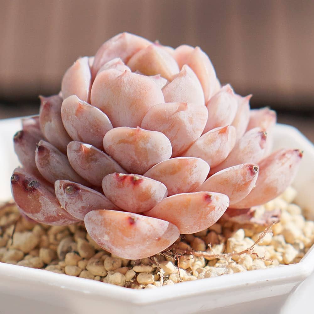 Amazon｜希少 多肉植物 世界中から集めた 紅葉系エケベリア